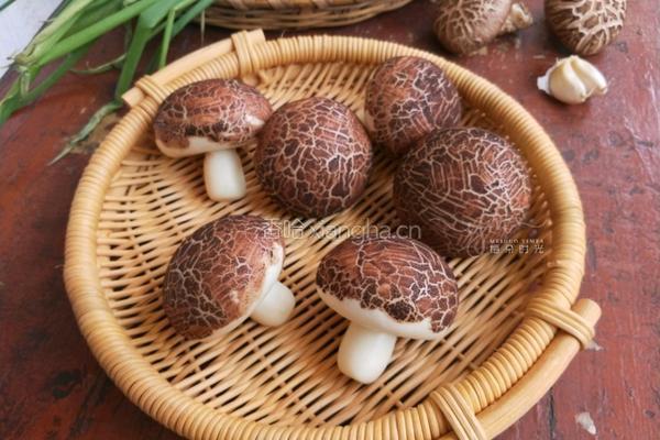 仿真香菇包的做法图解18
