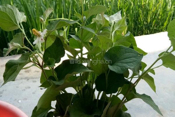 夏日轻 食凉拌折耳根 的做法图解1