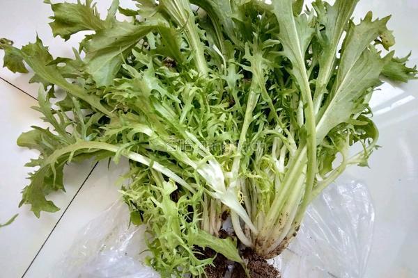沙拉苦菊的做法图解1