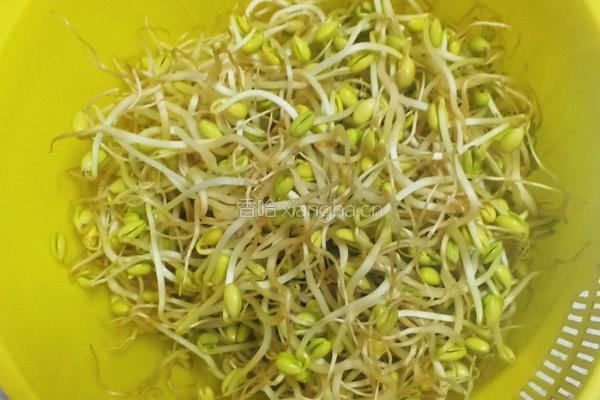 凉拌黄豆芽的做法图解1