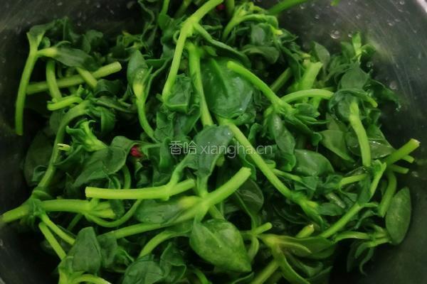 凉拌田七菜的做法图解18