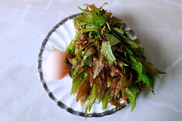 炸香椿的做法图解1