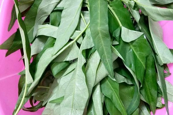 蒜香空心菜的做法图解1