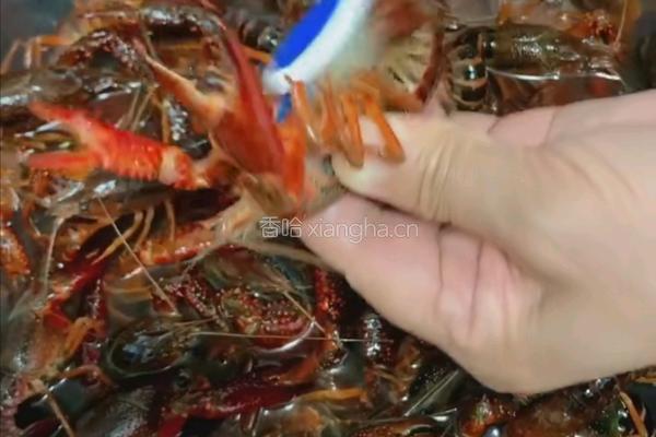 夏季麻辣小龙虾的做法图解2