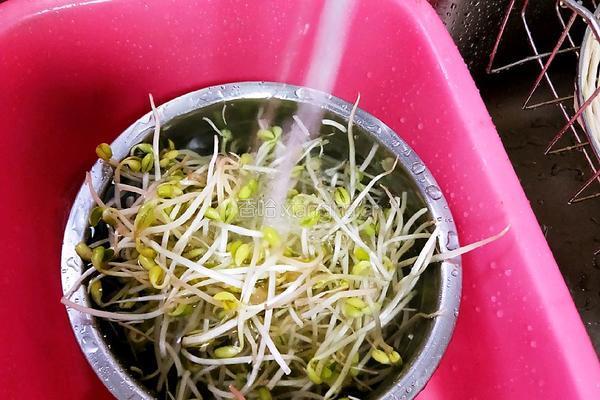 凉拌黄豆芽的做法图解1