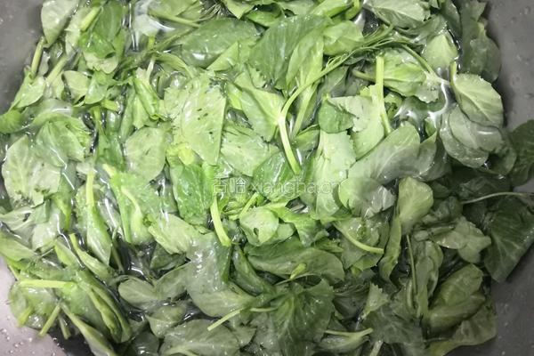 清炒豆苗的做法图解1