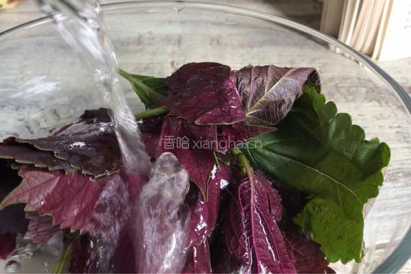 梗米紫苏冰糖粥的做法图解6