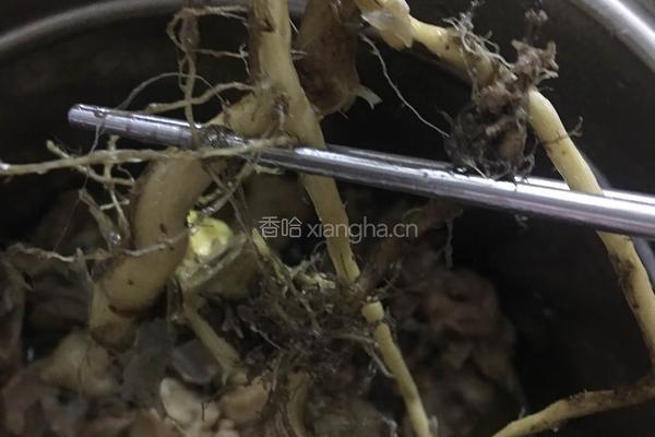 防风草炖老鸡的做法图解14