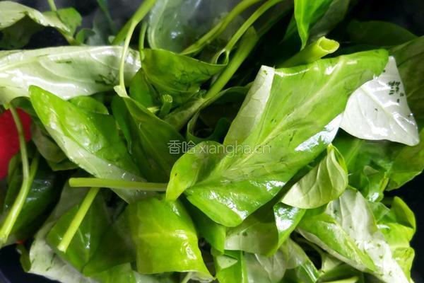 蒜泥空心菜的做法图解6