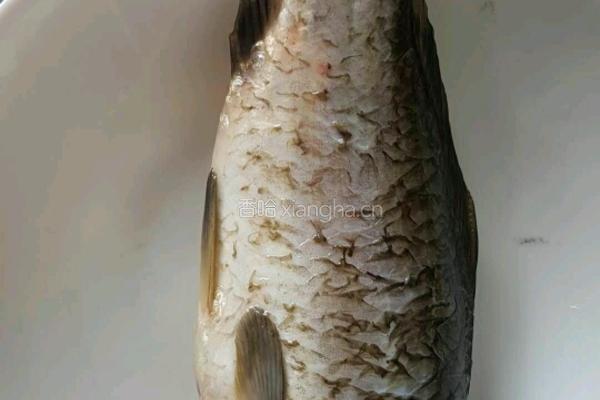 野生鲤鱼豆腐汤的做法图解1