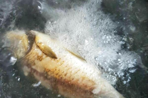 野生鲤鱼豆腐汤的做法图解5