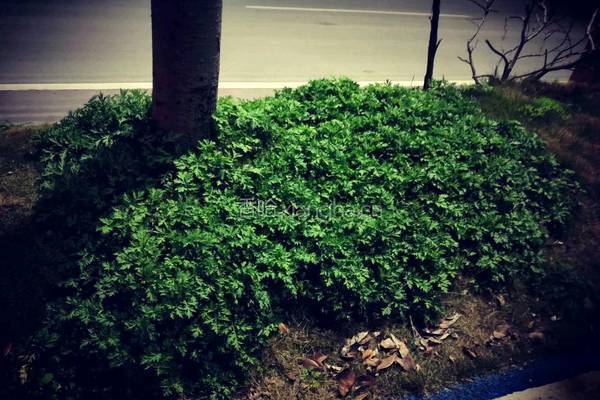 八宝社饭的做法图解1