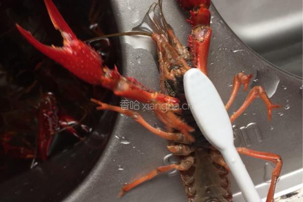 原味红烧小龙虾的做法图解2