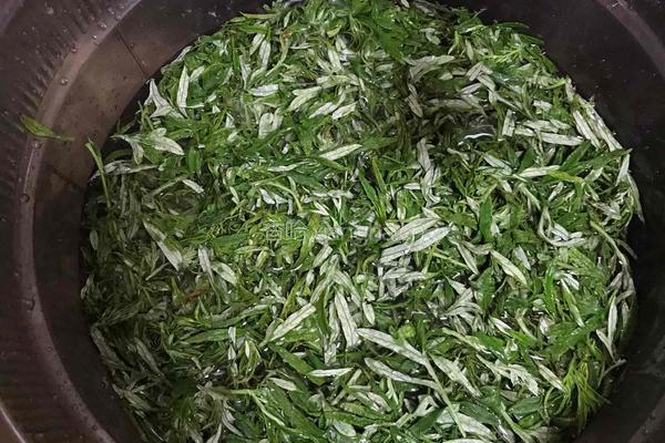 艾草粑粑（青团）的做法图解2