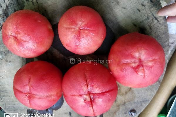 番茄酱的做法图解5