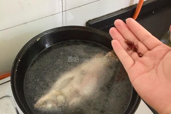 清炖鲫鱼的做法图解4