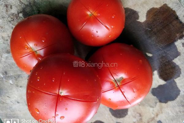 番茄酱的做法图解3