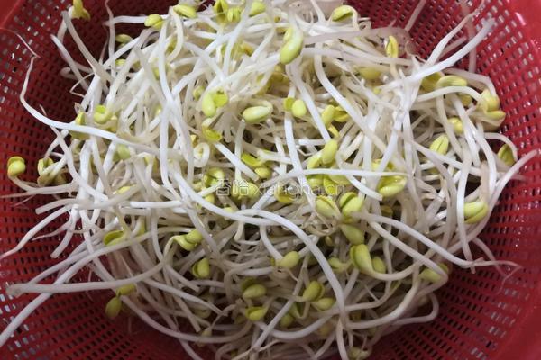 清炒青椒黄豆芽的做法图解2