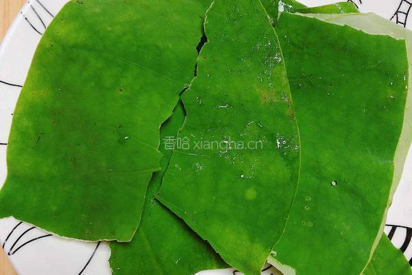 鲜荷叶百合莲子粥（清热解暑）的做法图解2