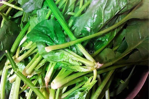 果仁菠菜的做法图解3