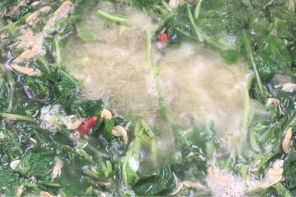 虾皮萝卜苗羹的做法图解9