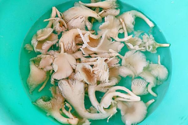 平菇豆腐汤的做法图解2