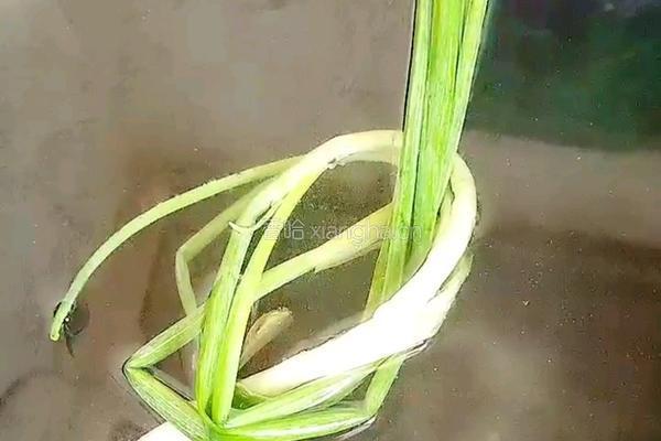 过水鱼的做法图解11