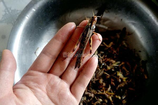 高蛋白香酥脆炸蚂蚱的做法图解2