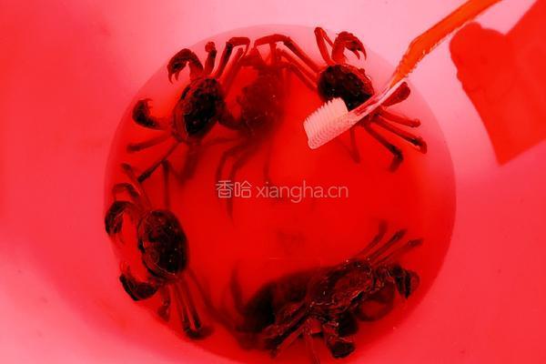 清蒸螃蟹的做法图解4