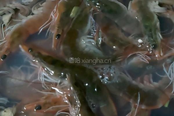 白灼虾的做法图解2