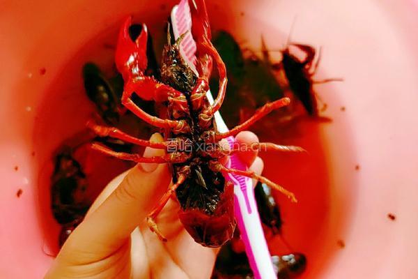 香辣小龙虾的做法图解5