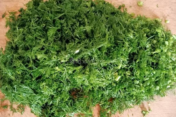 茴香肉包的做法图解4