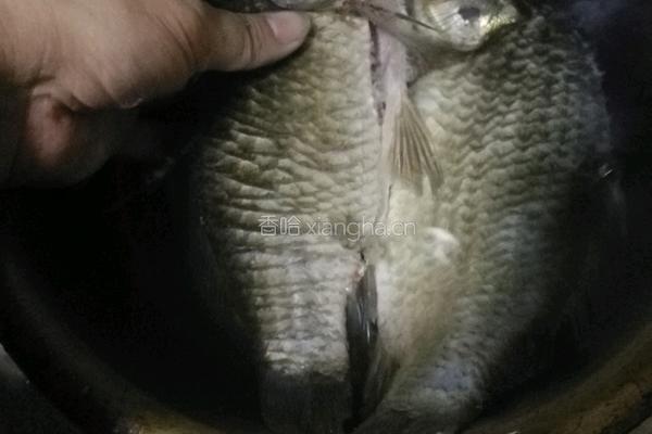 金汤鲫鱼的做法图解1