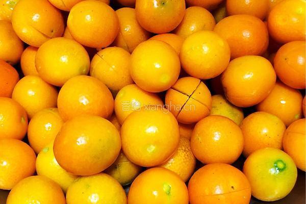 金桔冰糖蜜的做法图解4