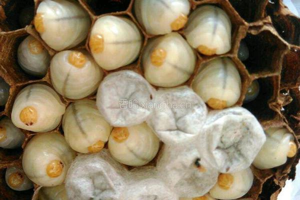 油炸蜂蛹的做法图解3