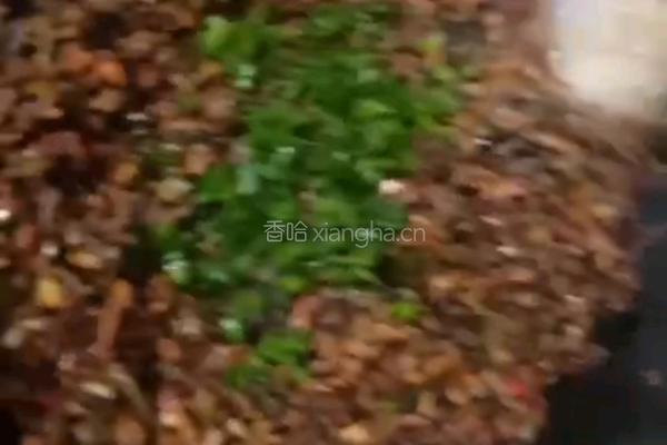 油渣外婆菜的做法图解6