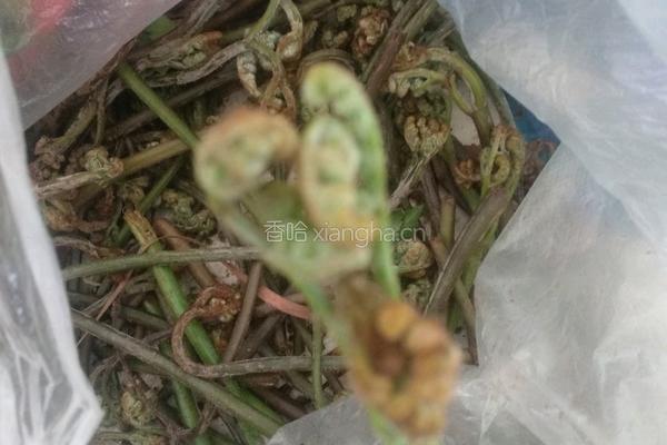 蕨菜炒腊肉的做法图解1