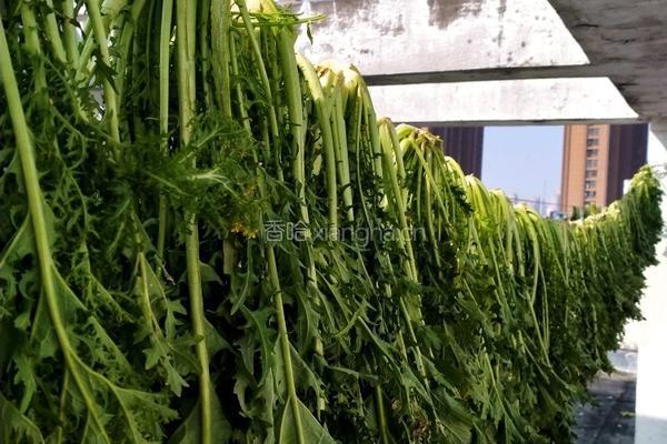 梅干菜的做法图解2