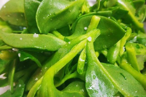 减肥轻食经典菜柠檬蜂蜜穿心莲的做法图解4