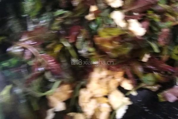 香椿炒鸡蛋的做法图解5
