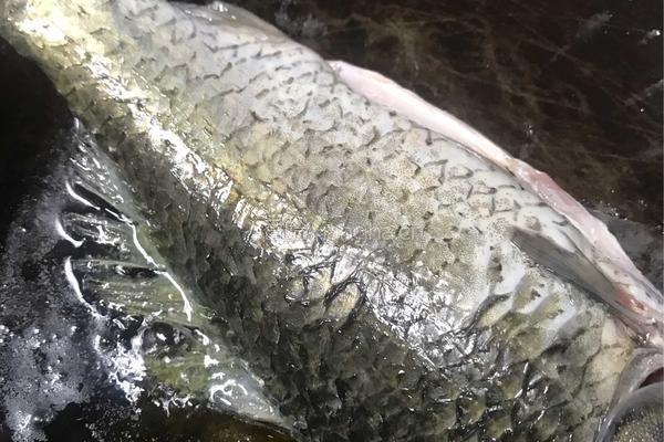 海带豆腐煲鲫鱼的做法图解3