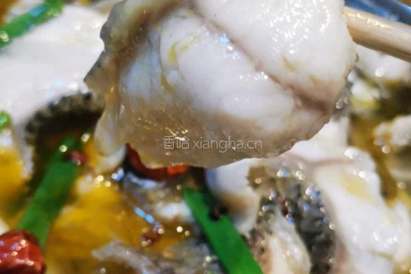 酸菜鱼的做法图解5