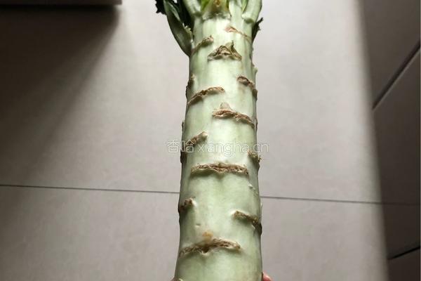 凉拌莴笋的做法图解2