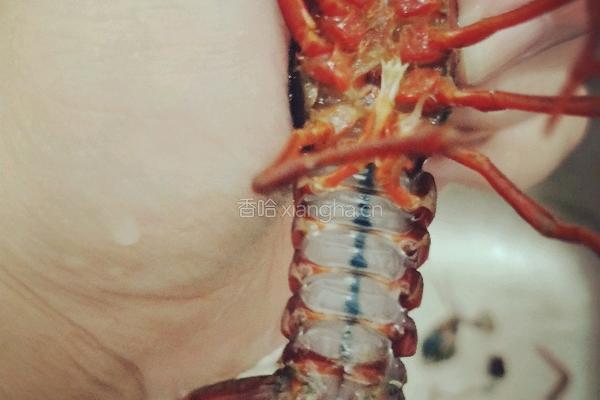 香辣小龙虾的做法图解2
