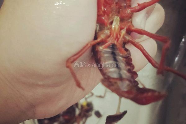 香辣小龙虾的做法图解3