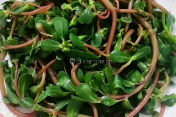 凉马齿笕的做法图解7