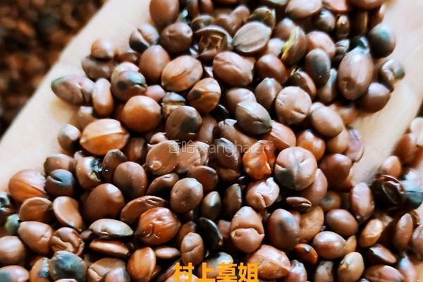 让助眠丸拯救失眠多梦入睡困难睡眠浅的你的做法图解7