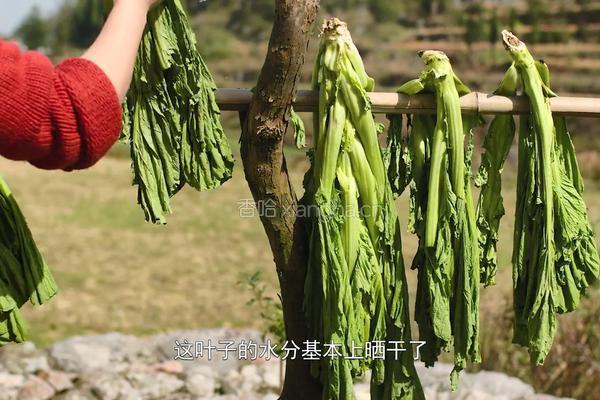 自制酸菜做酸菜鱼总共花费不到20块在家就能做的做法图解3
