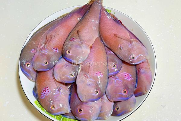 香煎莺歌鱼的做法图解1