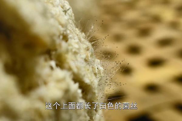 榨豆浆剩下来的豆渣做成霉豆渣 和五花肉一起炒太香了的做法图解5